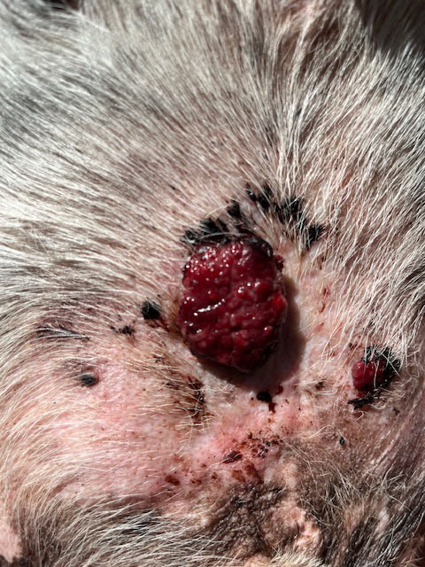 Close-up of skin tumour on Boof the dog before starting treatment Close-up of skin tumour on dog before homeopathic treatment