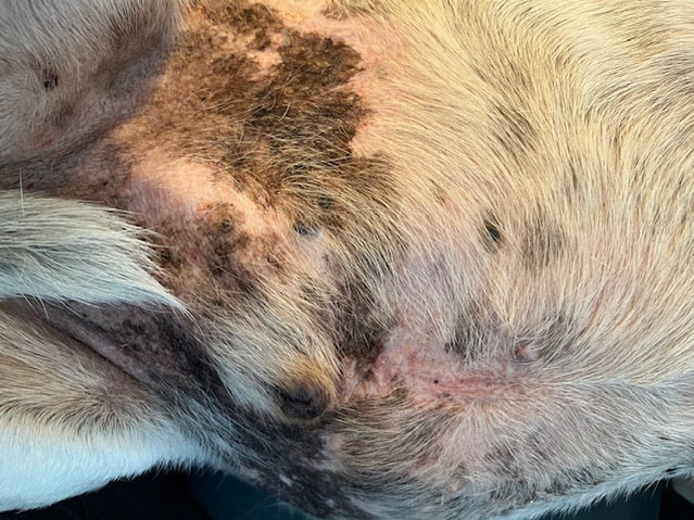 Dog’s tummy healed after skin tumour treatment Boof the dog’s tummy after homeopathic treatment, showing no signs of skin tumour