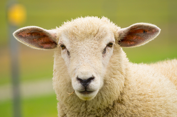 All homeopathic farm animal remedies by Agripathics