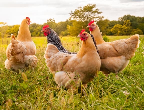 Coccidiosis in Chickens: Signs, Symptoms, and Treatment