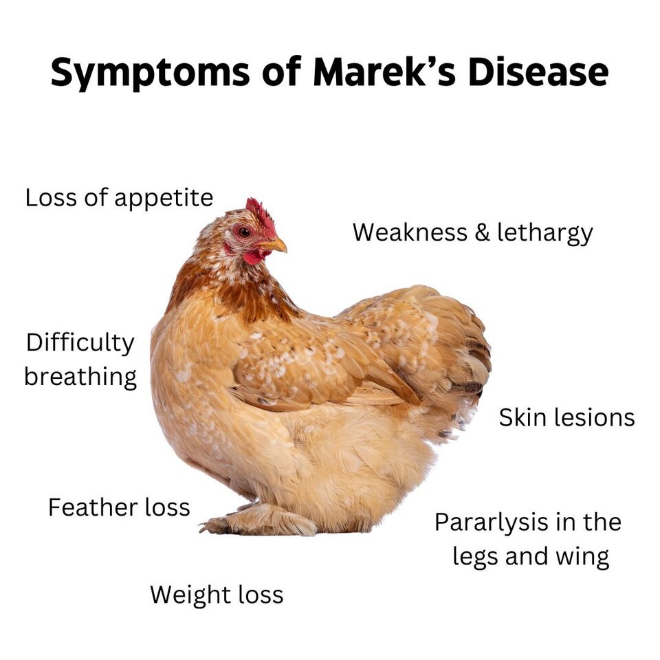 Symptoms of Marek's Disease